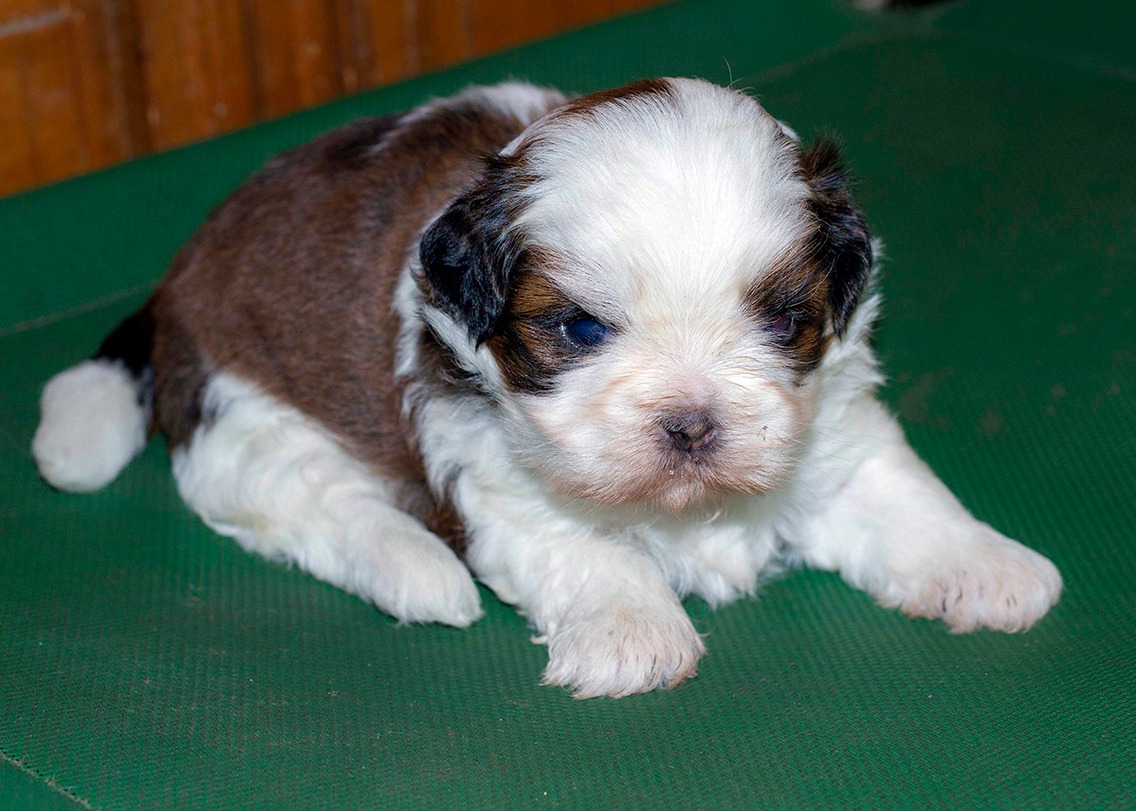 Image of SHIH TZU posted on 2022-01-28 13:10:23 from Sanjaynagar RMV 2nd Stage